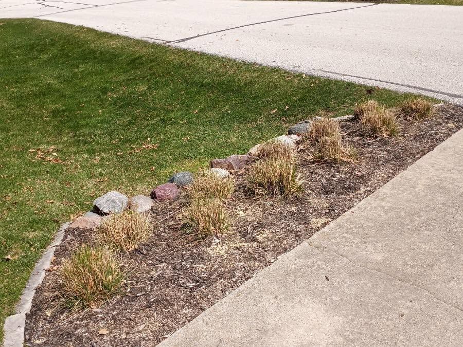 Mulched garden bed with small rocks and dried plants beside a grassy lawn and concrete sidewalk