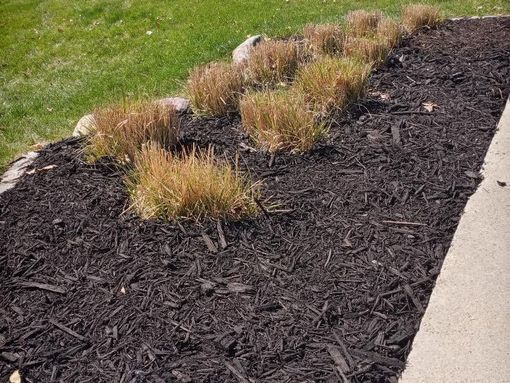Mulched landscape bed with tufts of dry ornamental grass beside a concrete sidewalk and green lawn