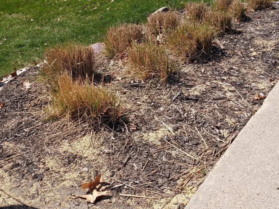 Dry roadside landscaping with brown grasses and mulch beside a concrete sidewalk.