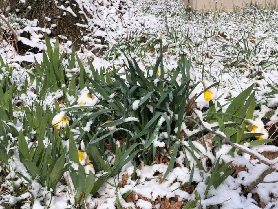 Snow-covered daffodils and green leaves blooming in a garden bed