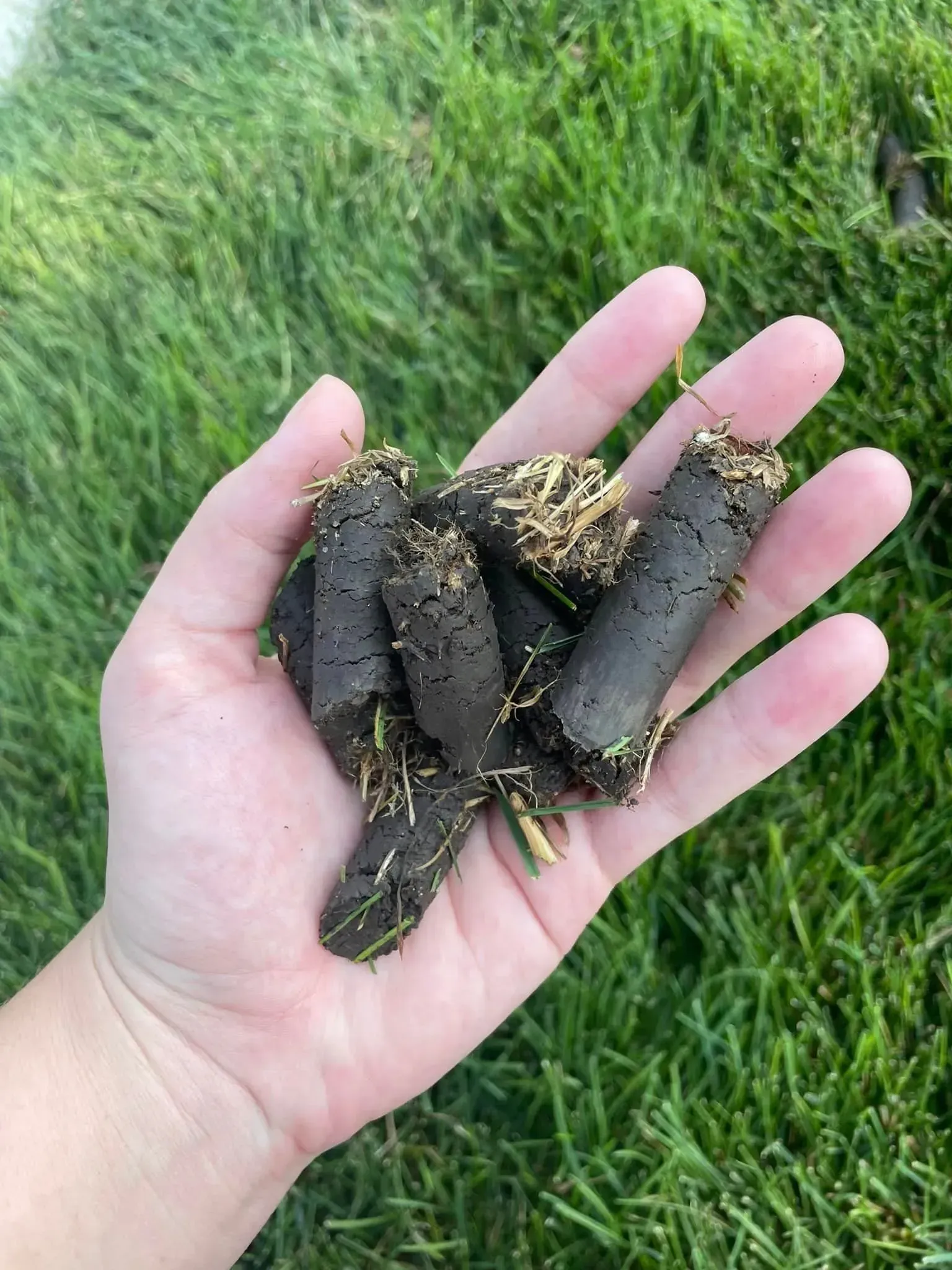 A hand holds several dark, cylindrical pellets over green grass.