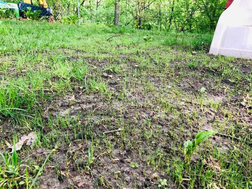 Patchy muddy ground with sparse green grass in a wooded yard, with a white tent edge at right.
