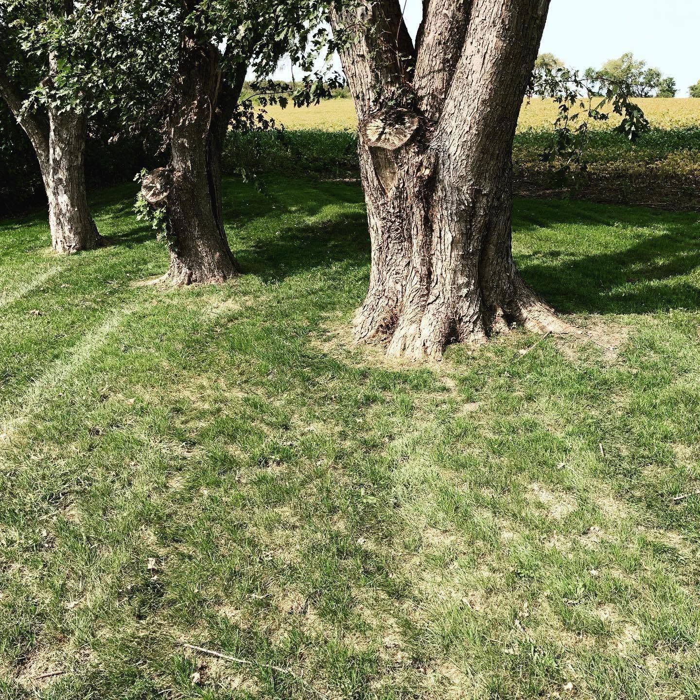 Grassy grove with several tree trunks in sunlight, bordered by a field in the background