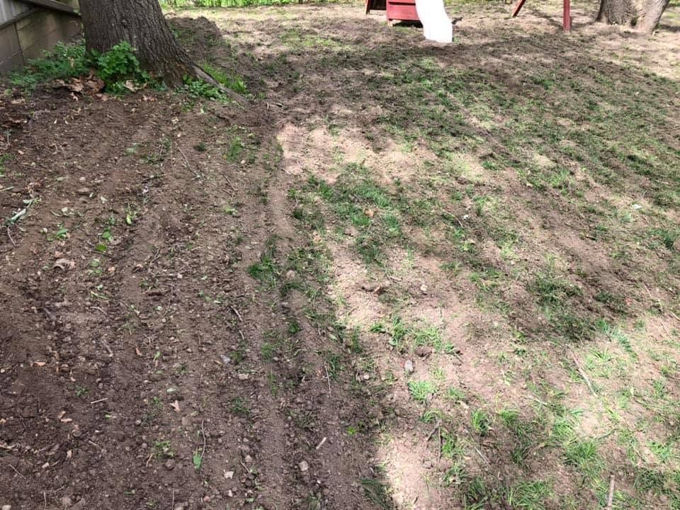 Freshly tilled soil beside a grassy yard, with a tree trunk and small plants along the edge