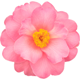 茶花