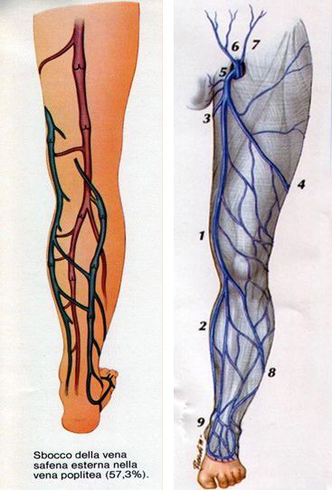 varici schemi di anatomia