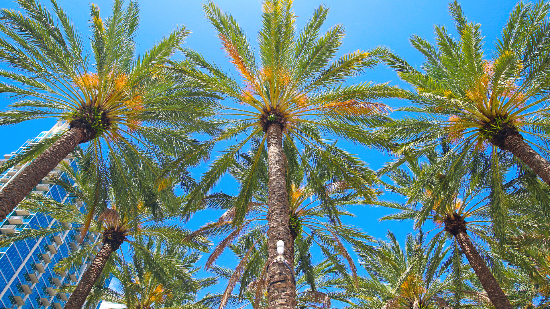 Palm trees against a bright blue sky, viewed from below.