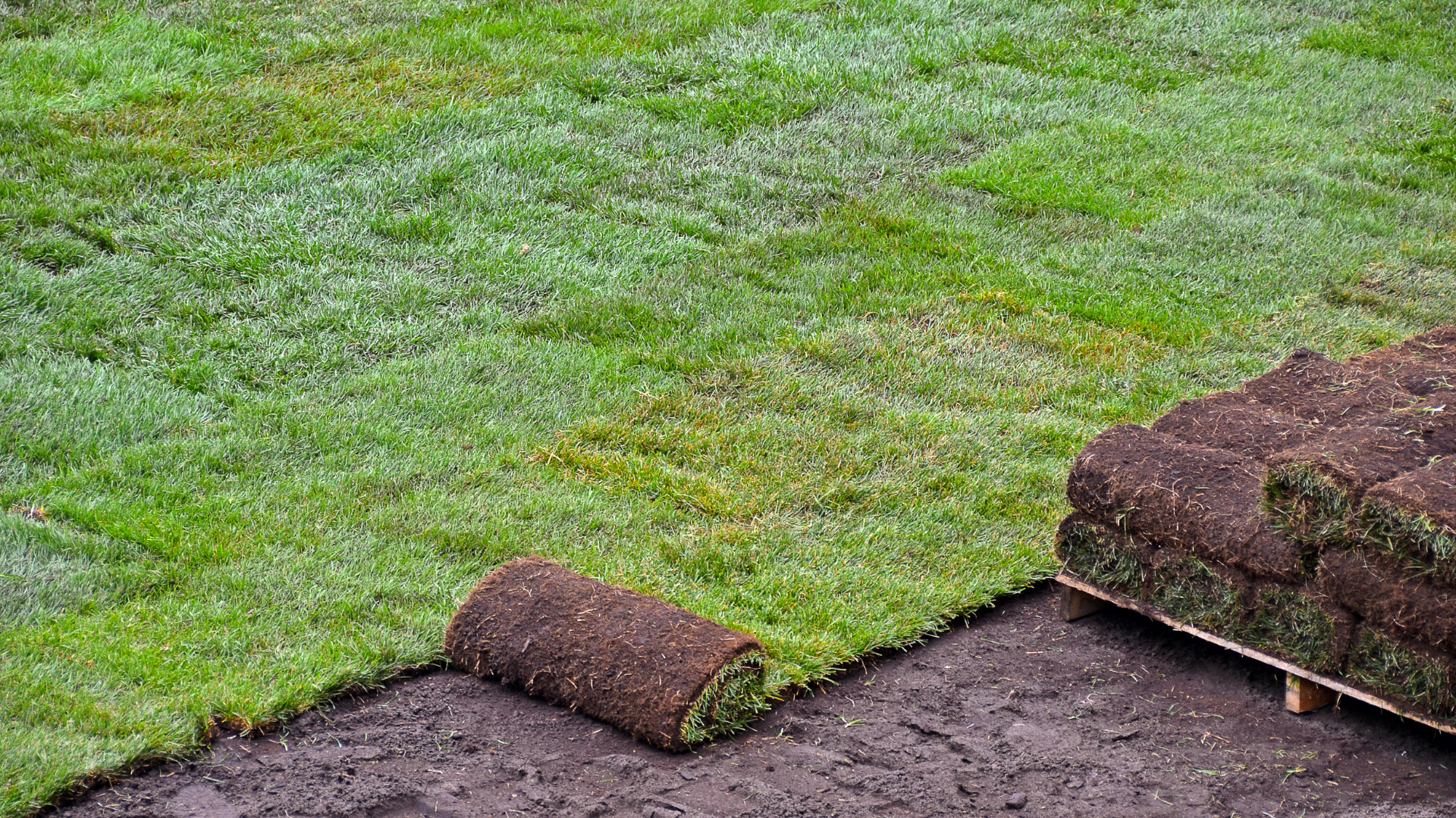 Laying sod on a lawn; rolls of turf and stacked pieces, dark soil, green grass.