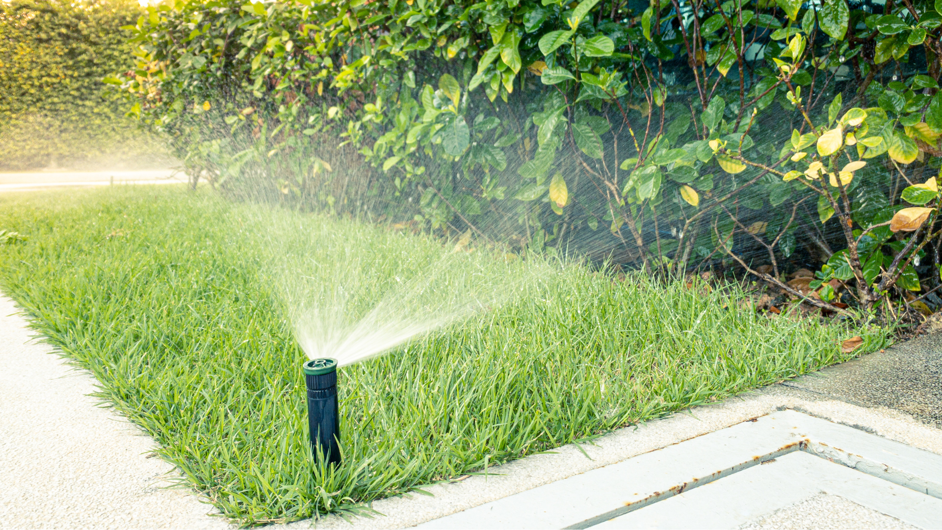Sprinkler watering green grass next to a hedge, set in a sunny, outdoor environment.