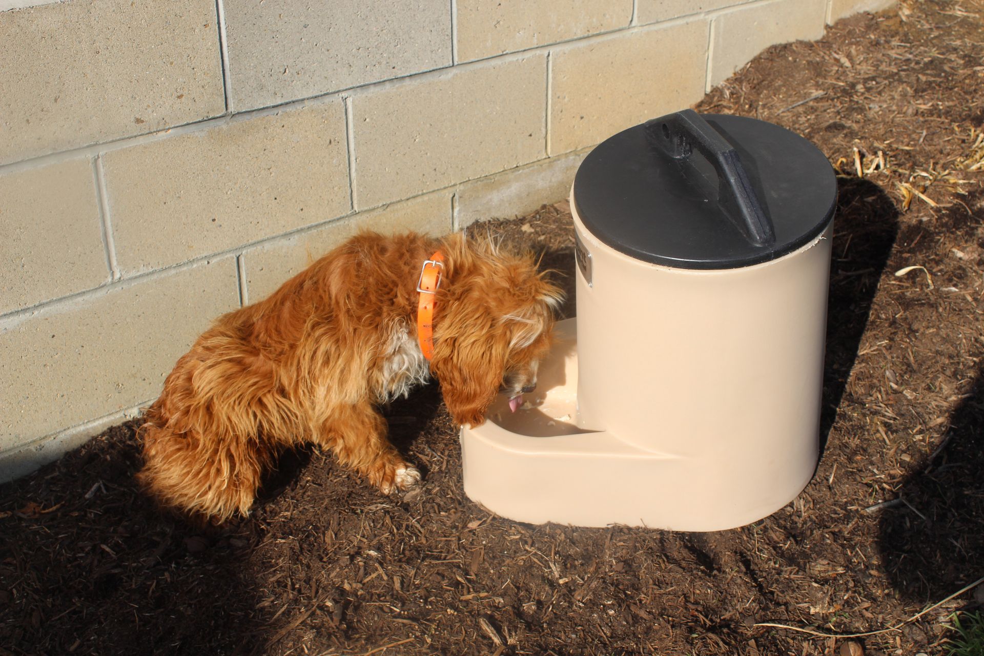 A brown dog drinks from a tan and black automatic pet feeder beside a brick wall, outdoors.