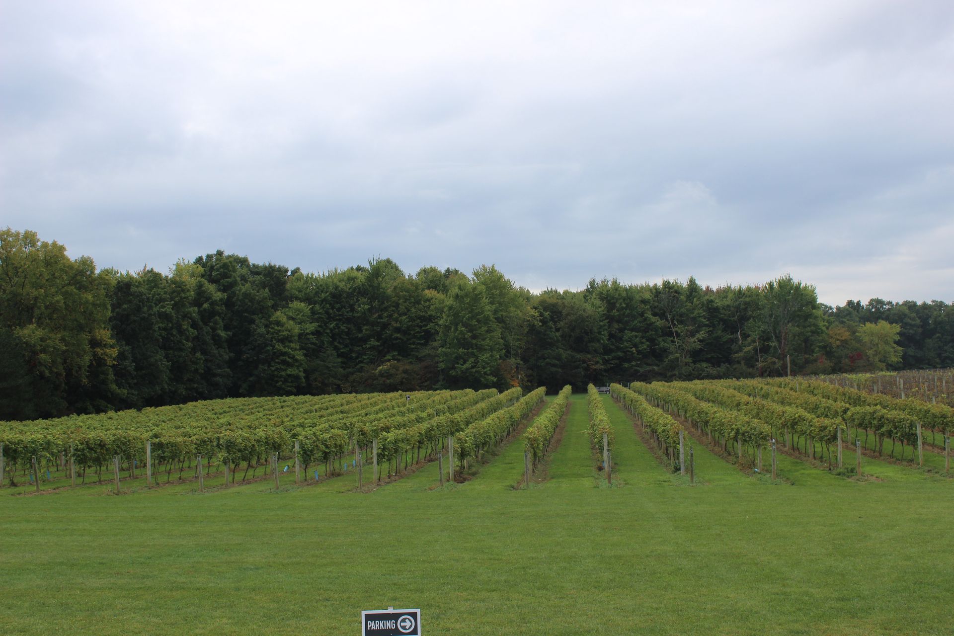 Vineyard with rows of grapevines and a treeline under a cloudy sky.
