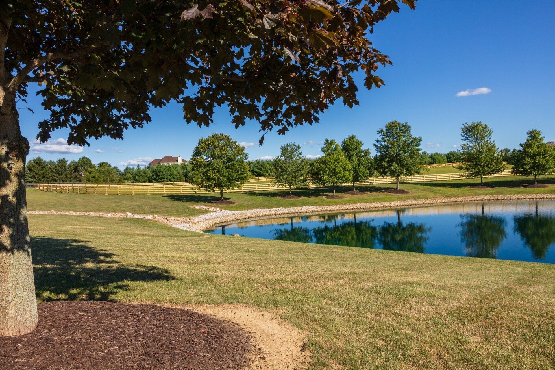 Lakeside view with green trees, blue sky, and brown mulch at the tree's base, grass in foreground.