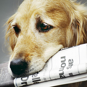 Golden Retriever dog holding newspaper, looking downwards.