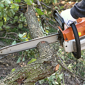 Chainsaw cutting through a tree branch; hand with white glove holding the saw.