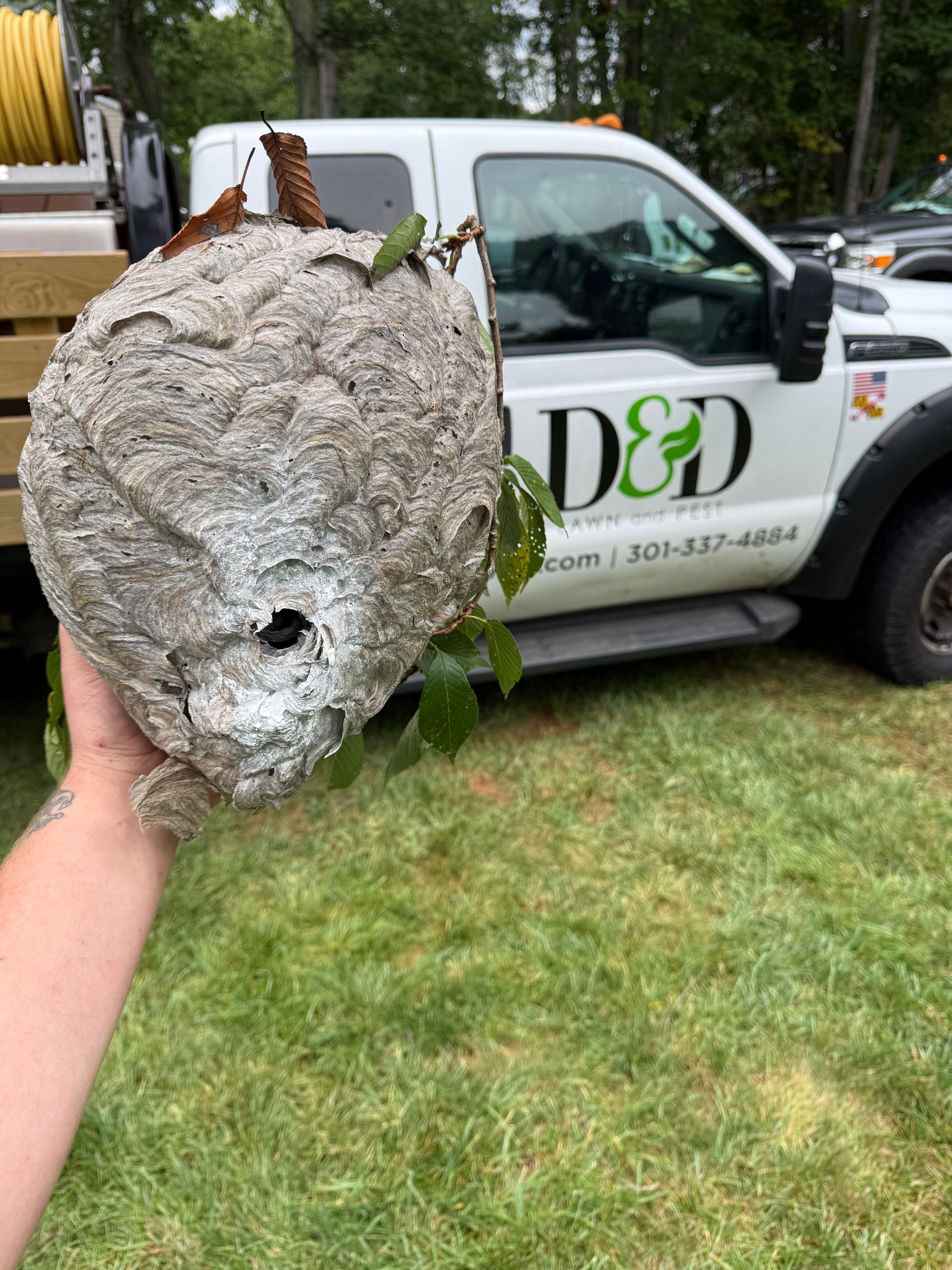 A person holding a large wasp nest in front of a D&D truck on grass.