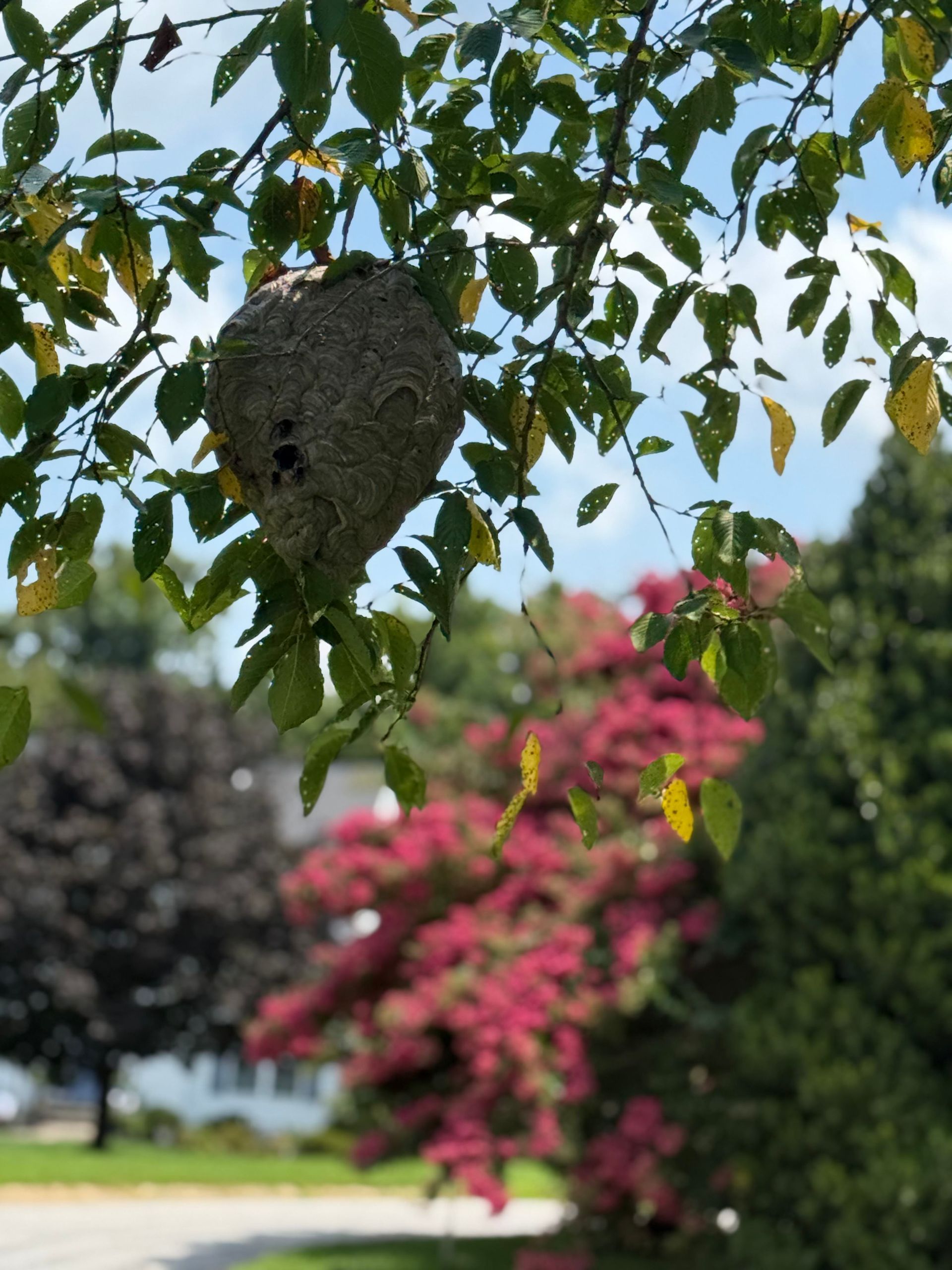 Wasp nest hanging from a leafy tree branch; red and green foliage in the background under a blue sky.
