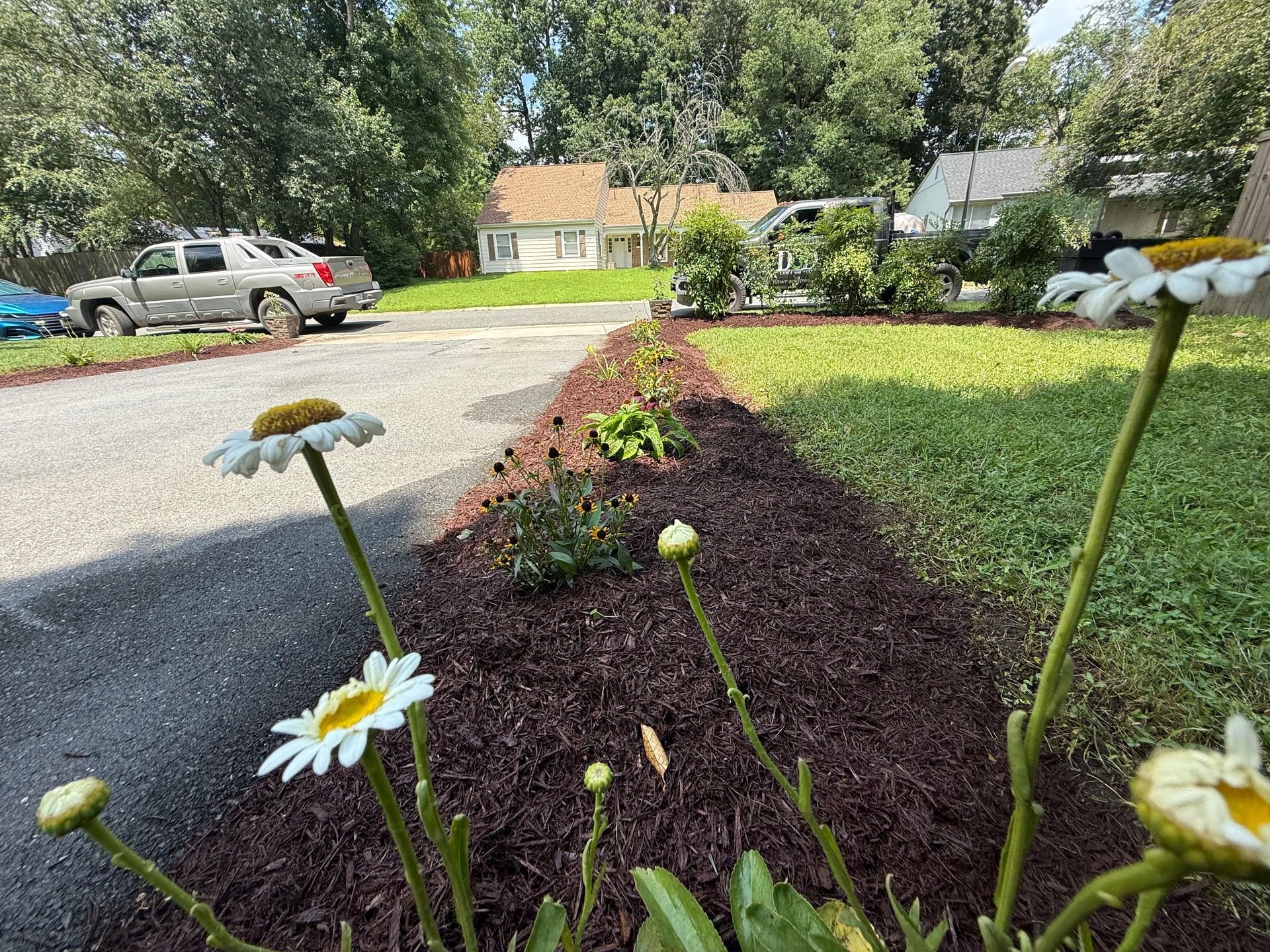 Daisy flowers in a flowerbed with fresh mulch border a driveway. A house sits in the background.