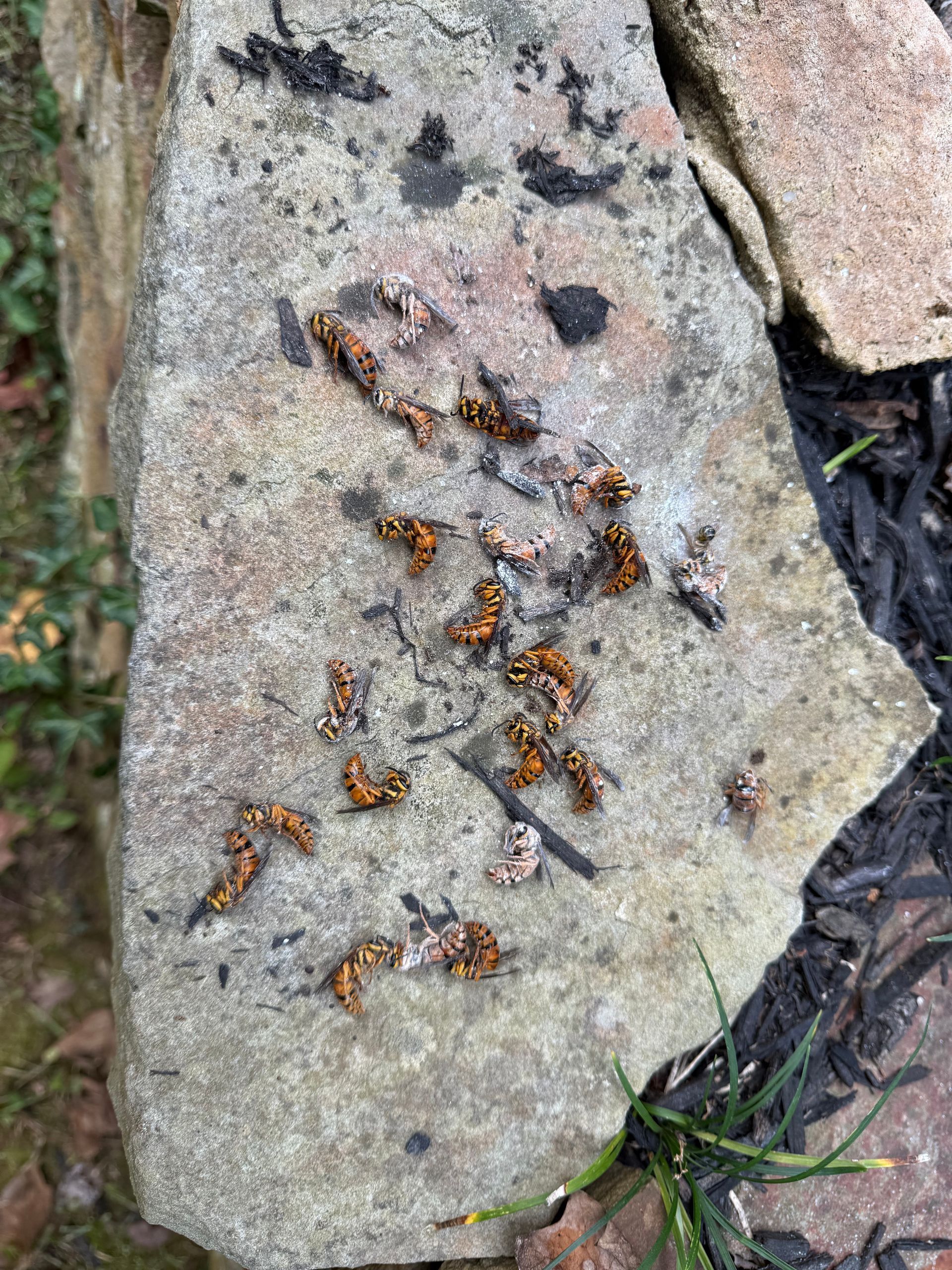 Dead wasps on a weathered stone, surrounded by dark mulch and grass.