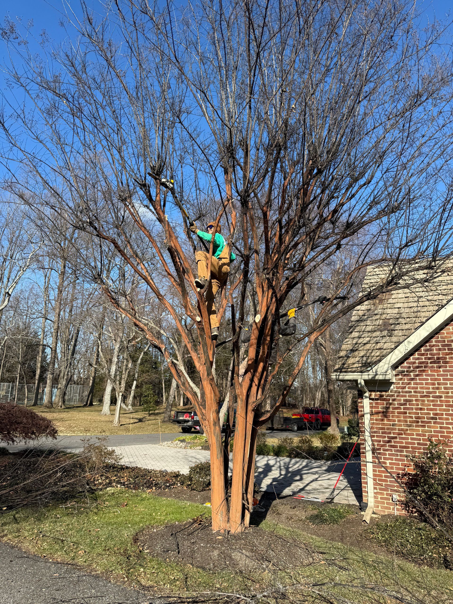 Person trimming a leafless tree beside a brick house on a sunny day
