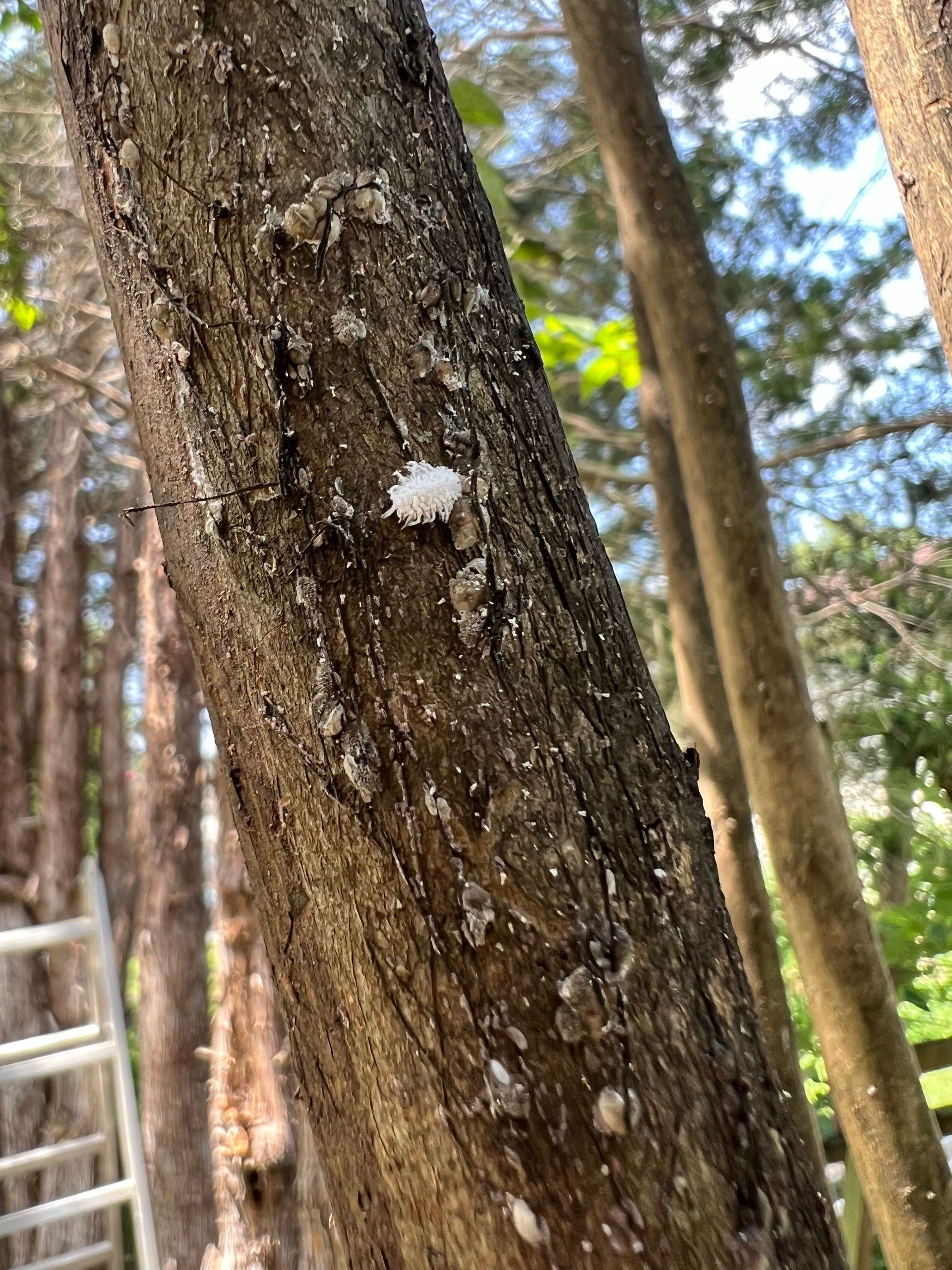 Tree trunk covered in white, fuzzy clusters and small white specks; background of trees and sky.