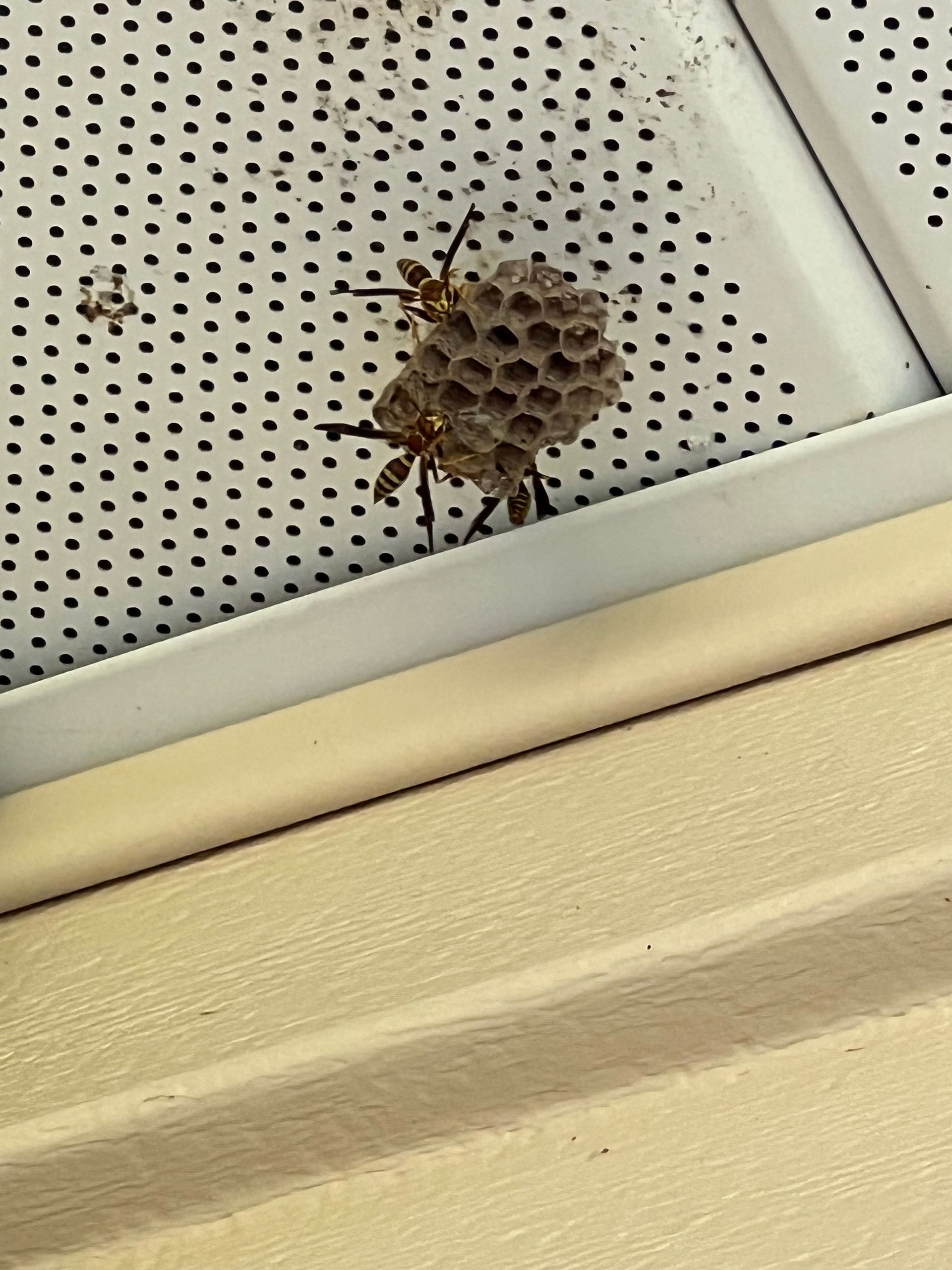 Wasp nest attached to perforated white siding. Tan wasps near honeycomb-shaped cells, next to a beige structure.