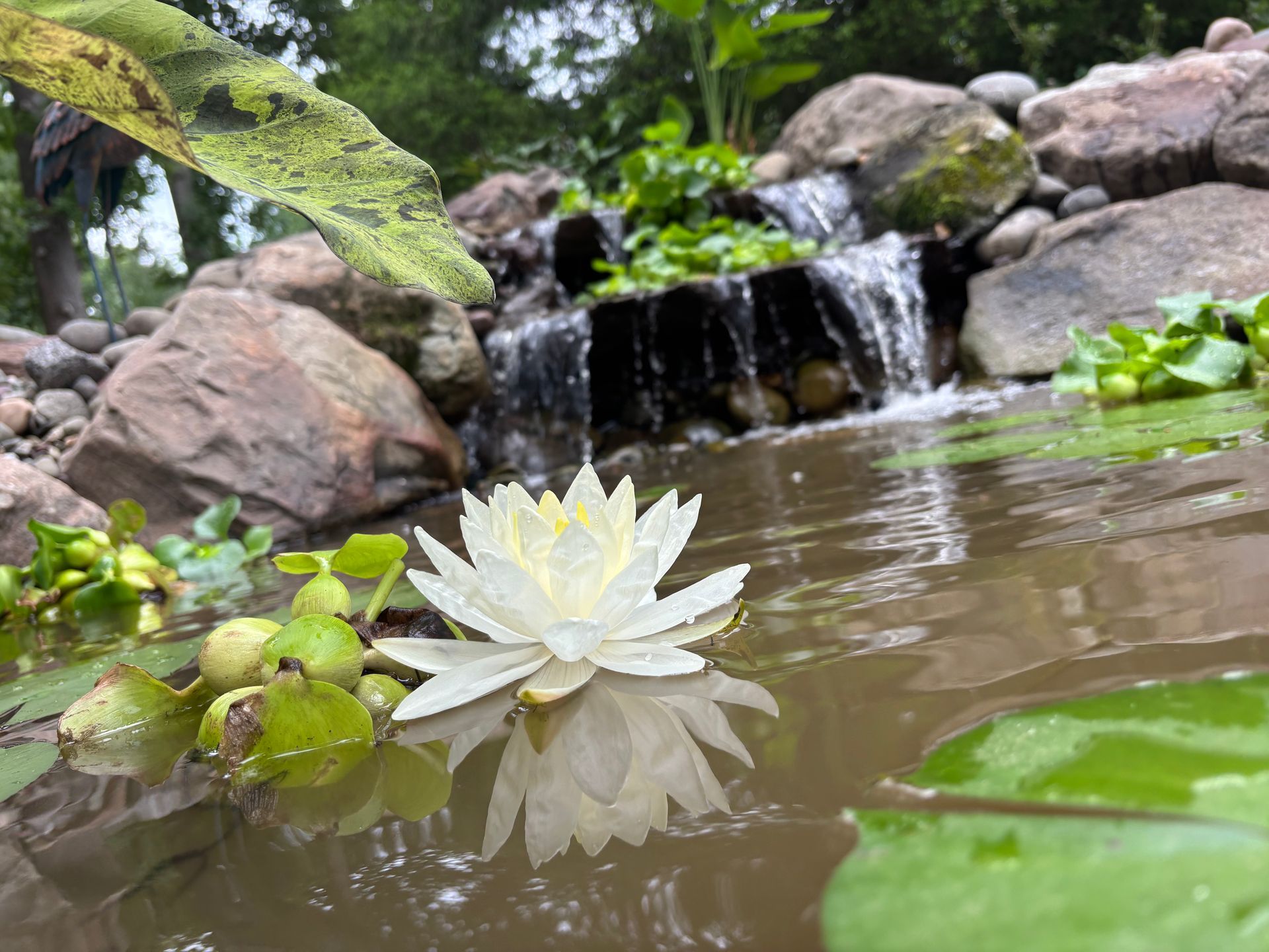 White water lily floating on pond with small waterfall and rocks in background.
