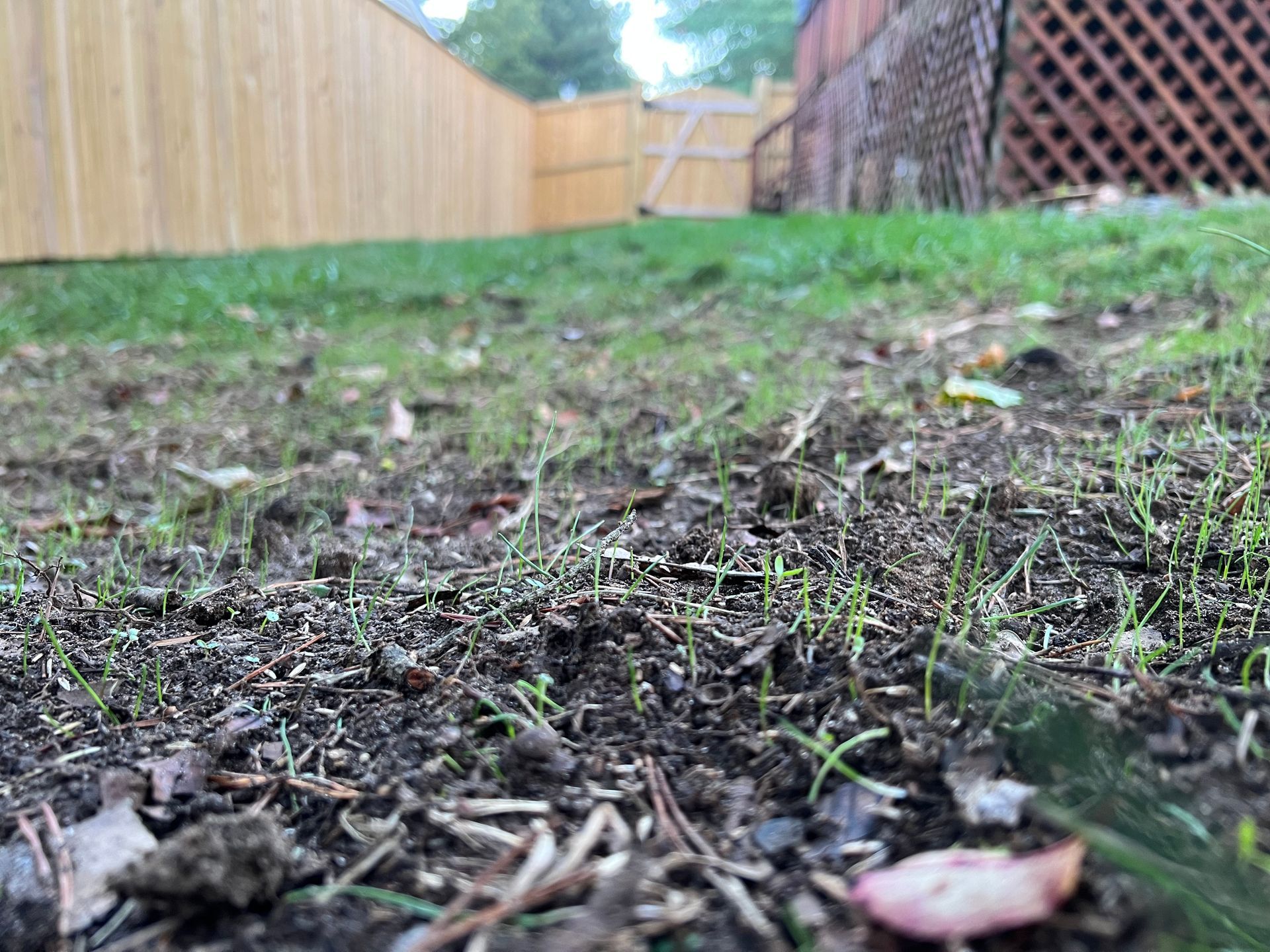 Close-up of newly sprouted grass seedlings in a yard with a wooden fence in the background.