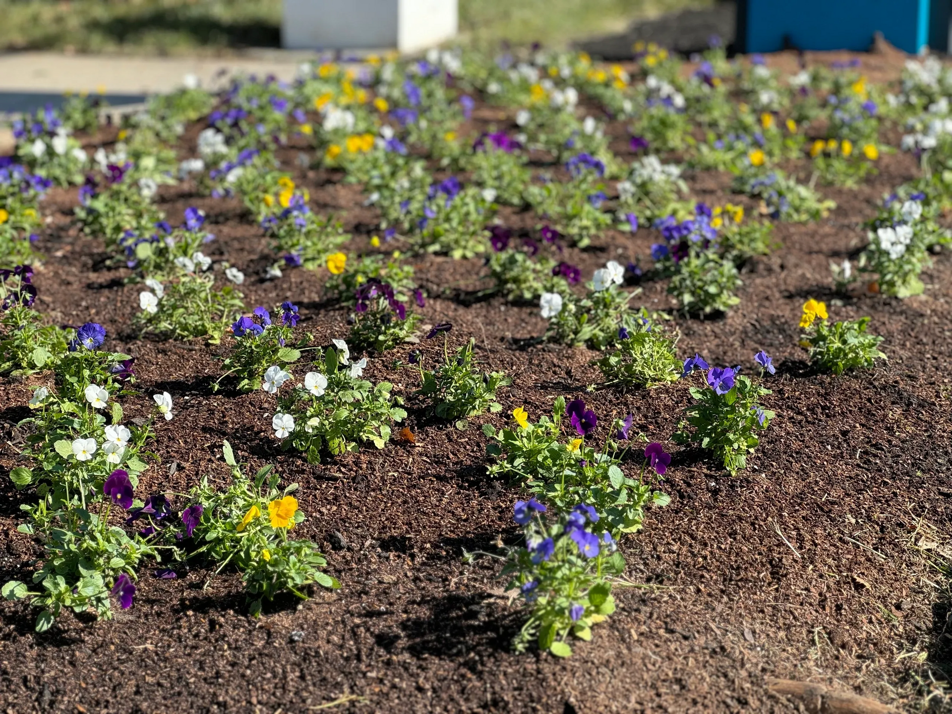 Flower bed with rows of colorful pansies in white, yellow, and purple.