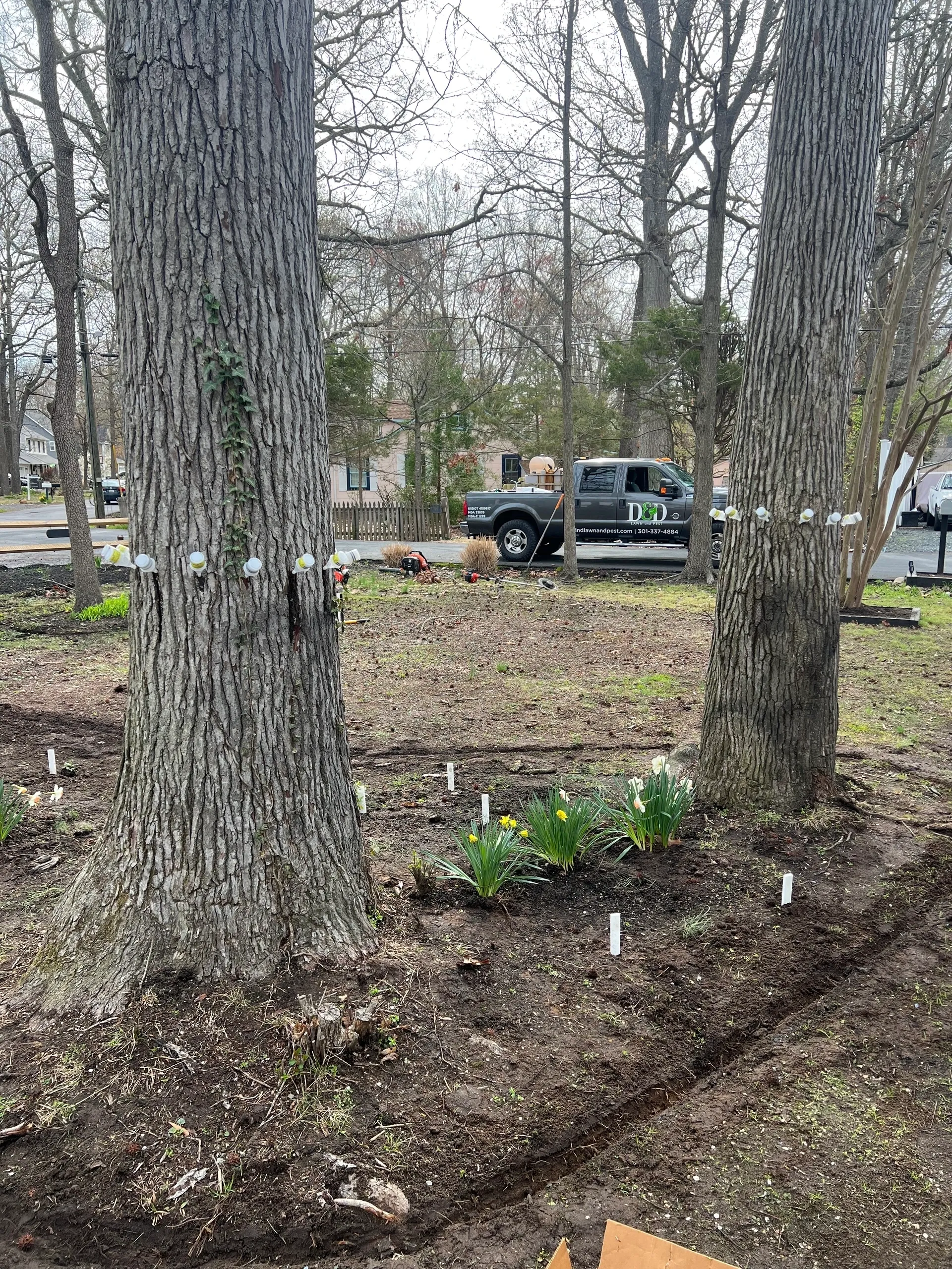 Two large trees frame a dirt garden with small daffodils and markers. A truck is in the background.