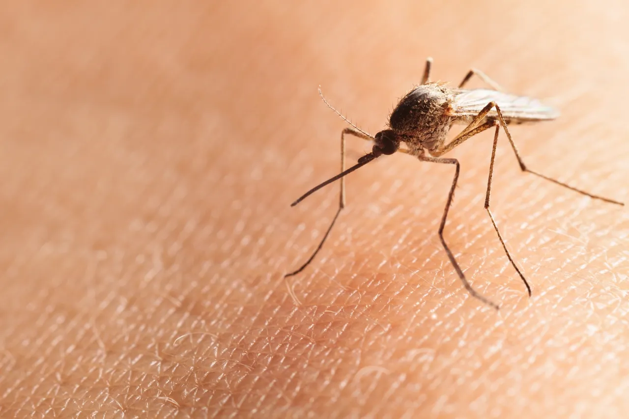 Mosquito on human skin; mosquito is brown, skin is light pink.