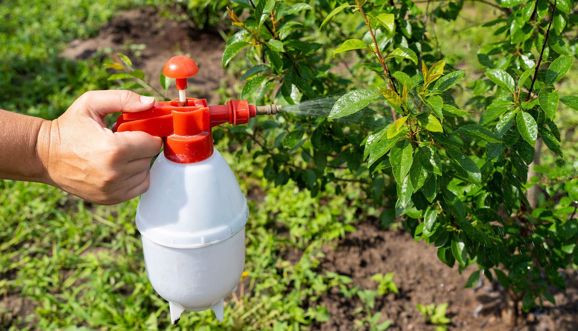 How 2025 Weather Has Affected Lawn Health & Pest Activity