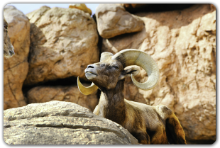 A ram with large horns is sitting on a rock