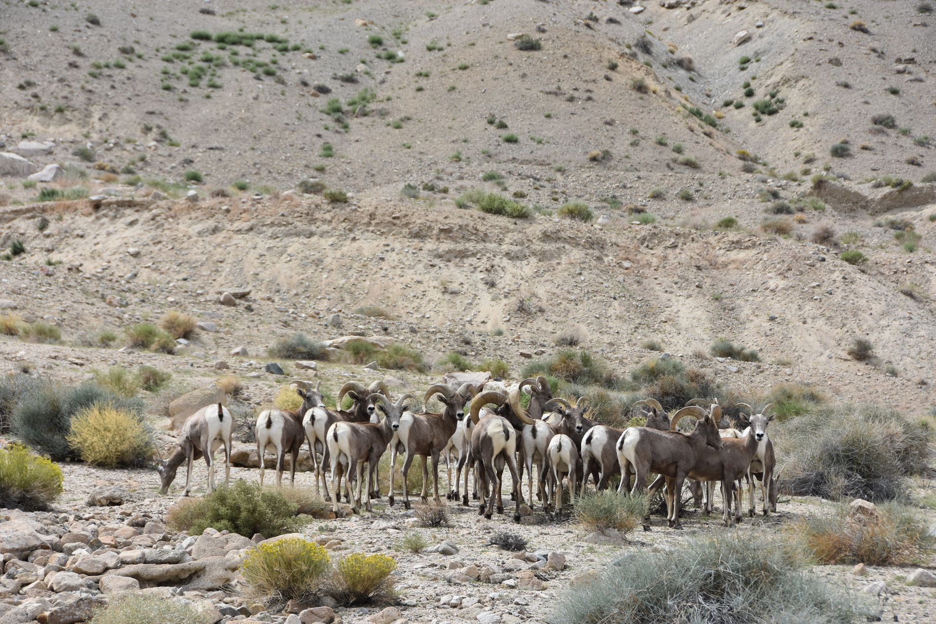 A herd of sheep are standing in the desert.