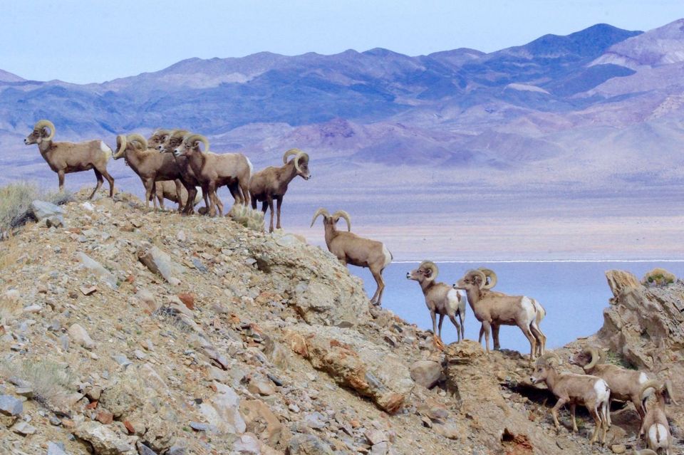 A herd of sheep standing on top of a rocky hill near a lake.