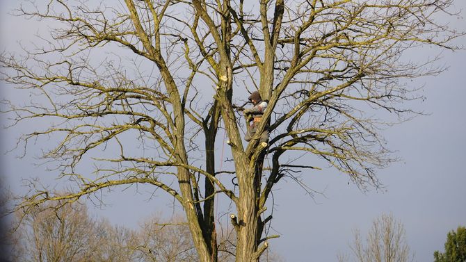 Tall leafless tree against a gray sky, with a few smaller trees and shrubs below