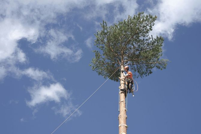 Worker climbing a tall tree trunk under a blue sky, with ropes and gear attached.