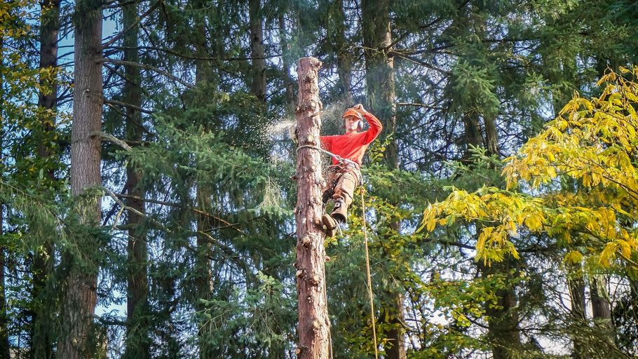 Person in a red shirt climbing a tall tree in a forest