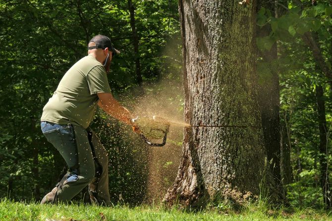 Person using a chainsaw to cut a large tree outdoors, with wood dust flying.