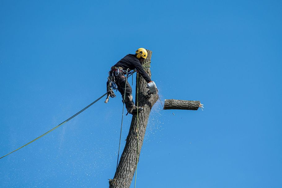 Worker on a pole cutting tree branches against a clear blue sky