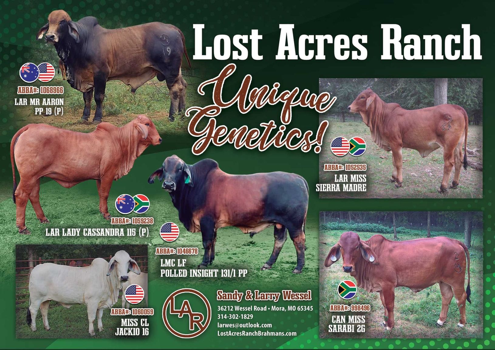 Lost Acres Ranch livestock sale ad with six cattle photos on a green background