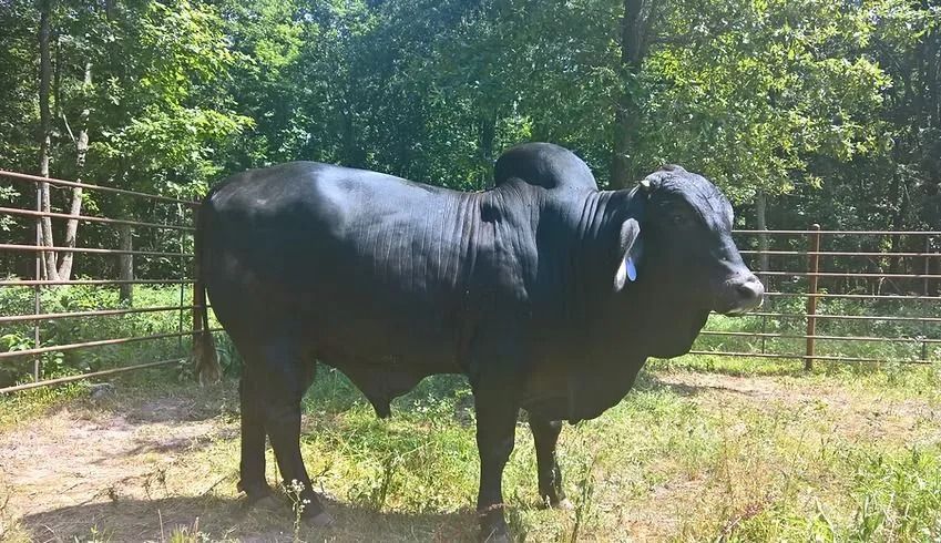 Two black cattle standing in a grassy fenced pasture with trees in the background