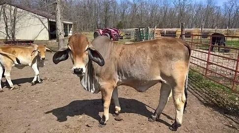 Brown cow standing in a dirt paddock with other cattle near a fence and trees