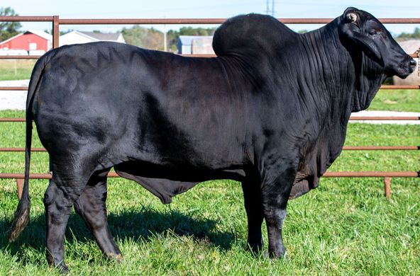Black cow standing in a grassy pasture near a red fence, side view under daylight