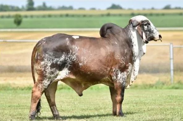 Brown and white bull standing on grass in a fenced pasture