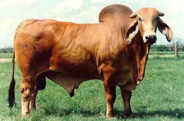 Brown Brahman bull standing in a grassy field