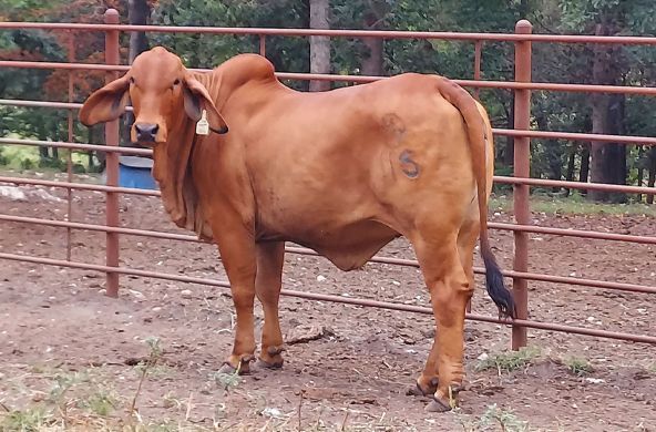 Brown cow standing in a fenced dirt pen outdoors