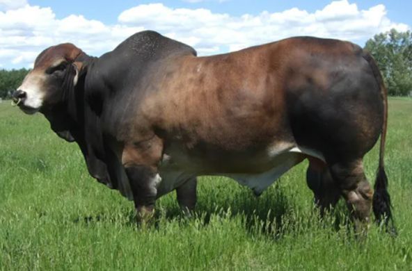 Large brown bull standing in a grassy field under a blue sky
