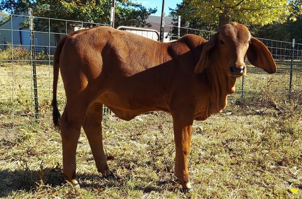Brown calf standing in a dry fenced pasture, with a larger brown cow behind it