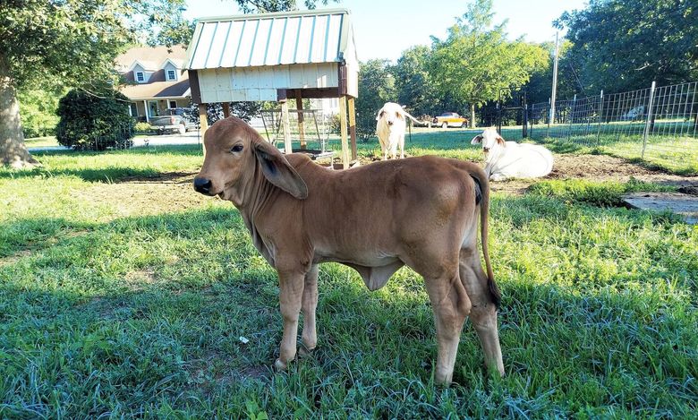 Brown calf standing on grass in a sunny fenced pasture, with a small shed in the background