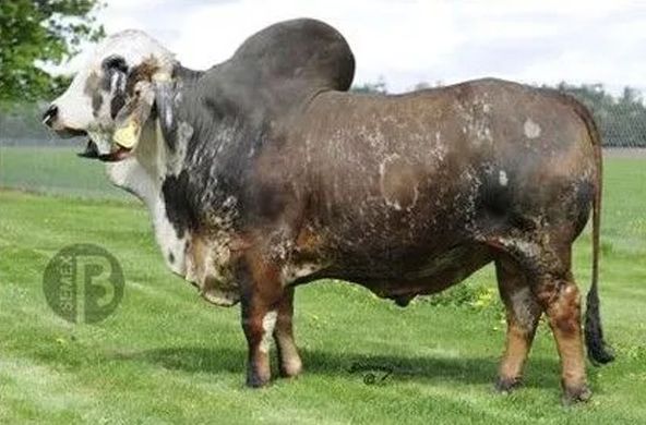 Brown-and-white bull standing on grass, side view